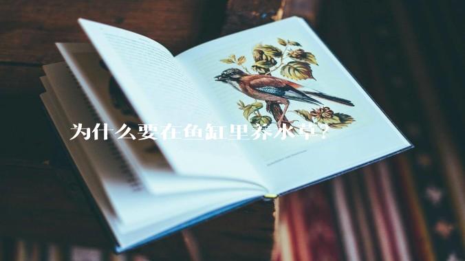 为什么要在鱼缸里养水草？
